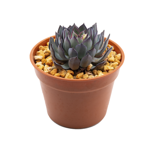 Echeveria tetelaensis