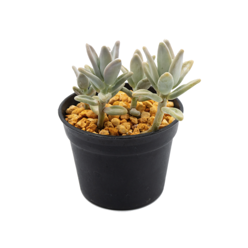 Pachyphytum werdermannii