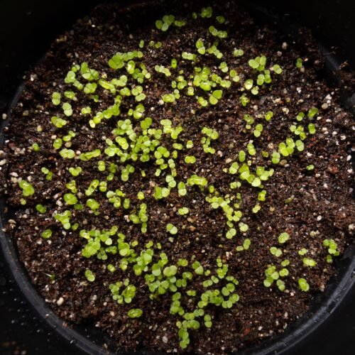 Cremnophila linguifolia