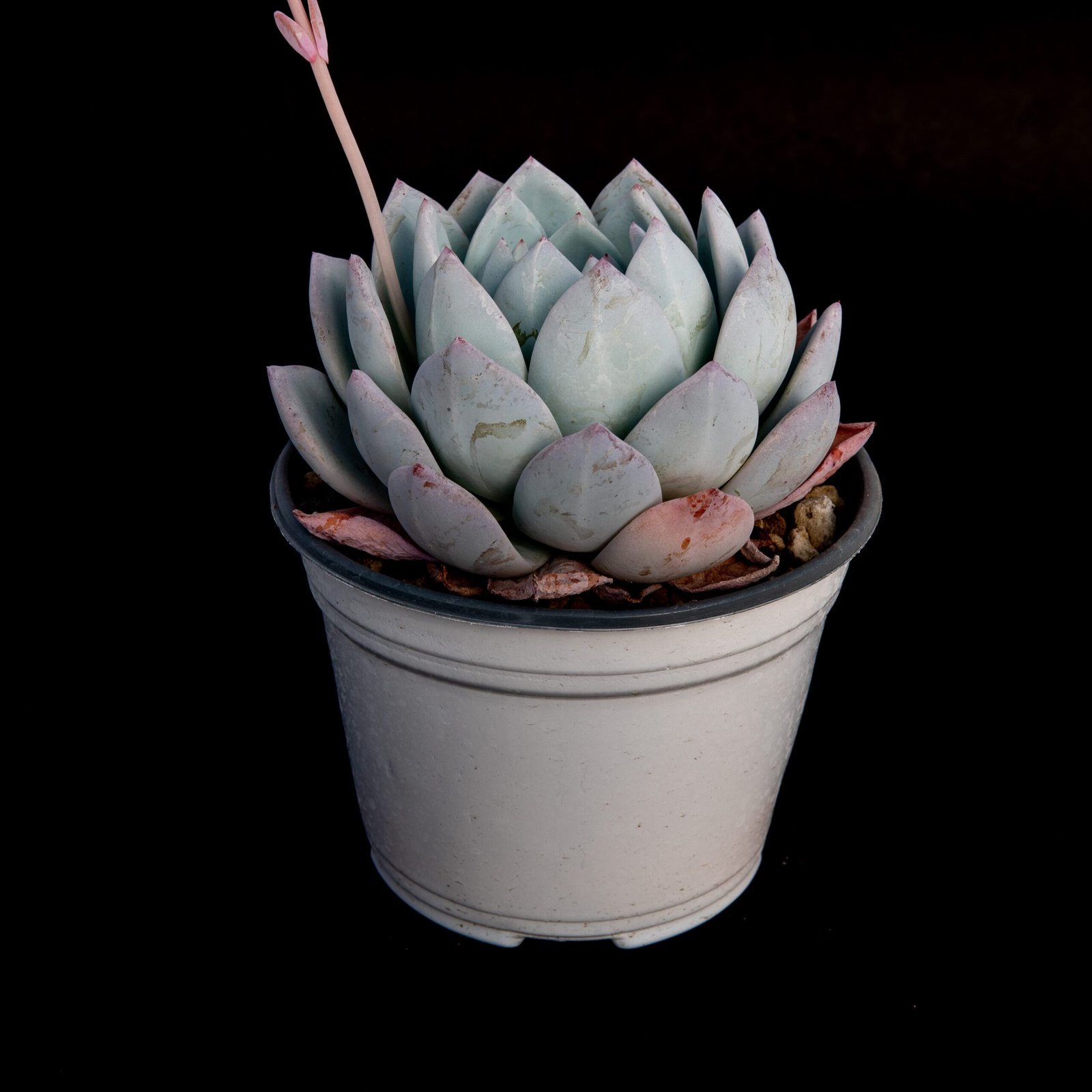 Echeveria 'Cultivares'