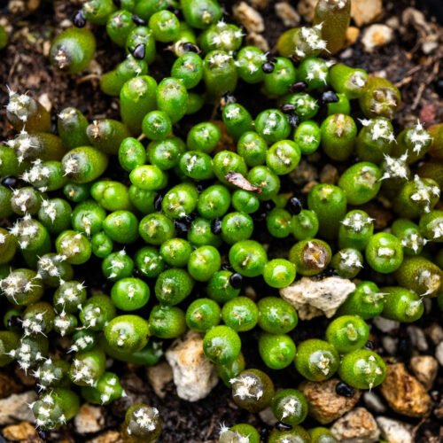 Cremnophila linguifolia