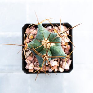 Echinocactus platyacanthus
