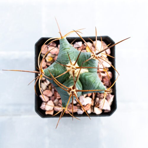 Echinocactus platyacanthus
